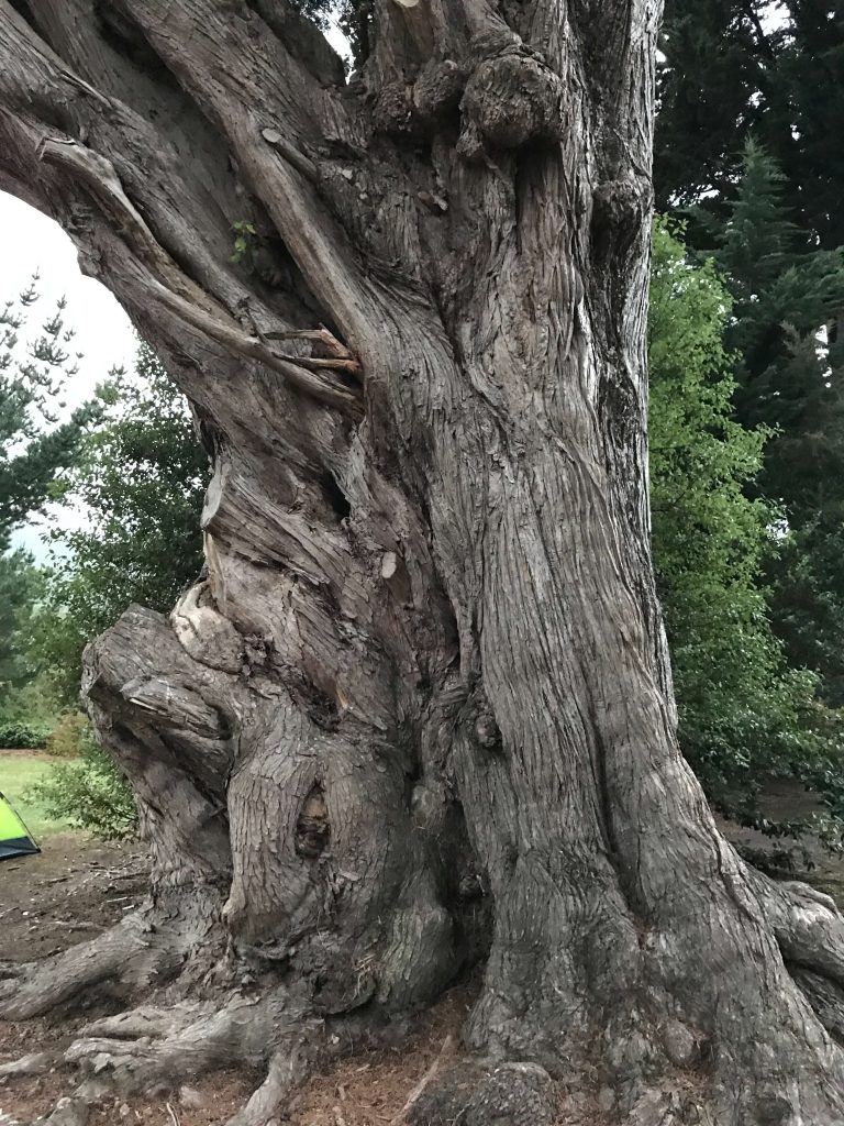 tree NZL